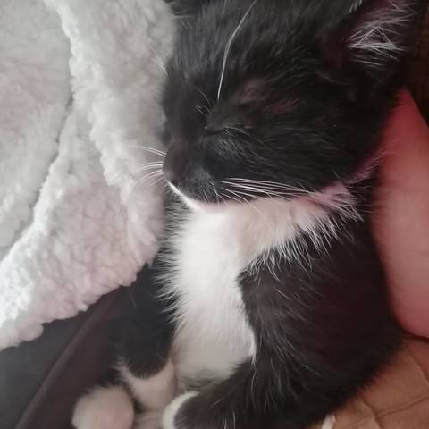 Lulu
