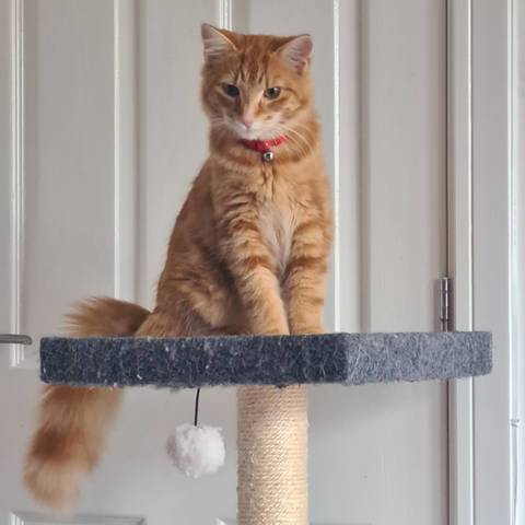 Nacho