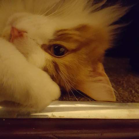 Simba