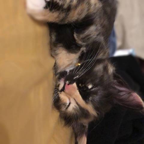 Athena