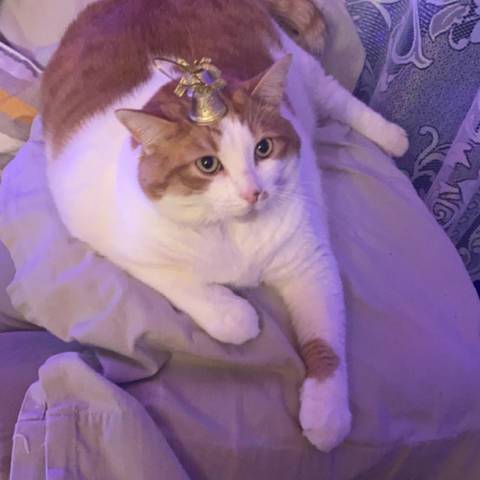 Simba