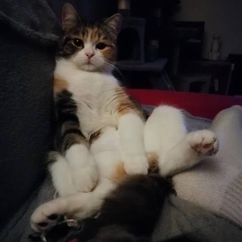 Zily