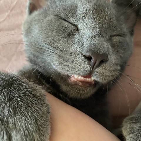 Kitty