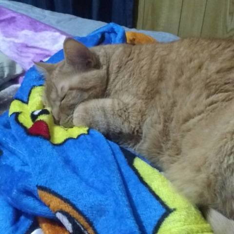Garfield