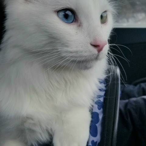 Bosco