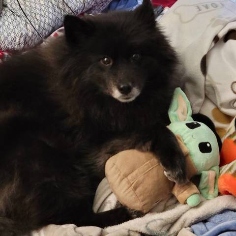 Max