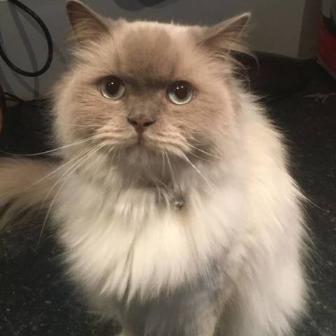 Olaf