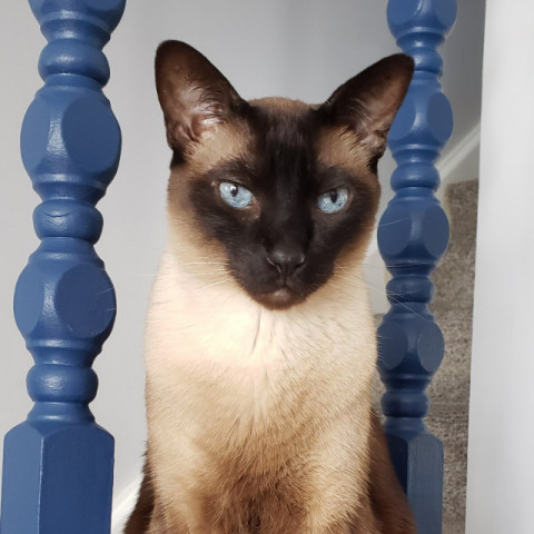 Cocoa