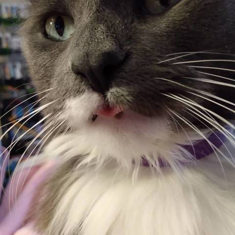 Fluffybutt