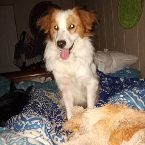 Lance - Border Collie | Pupvote world’s biggest pet contest