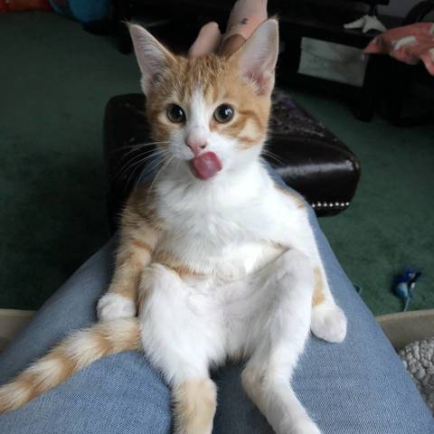Piku