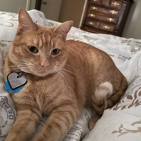 Nala