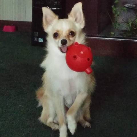 Sweet Rascal Yercaud Pets Rascal - Mix | Pupvote world’s biggest pet contest