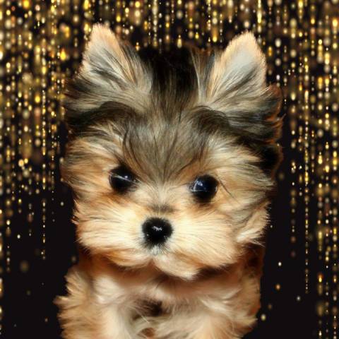 Pixie Dust - Mix | Pupvote world’s biggest pet contest