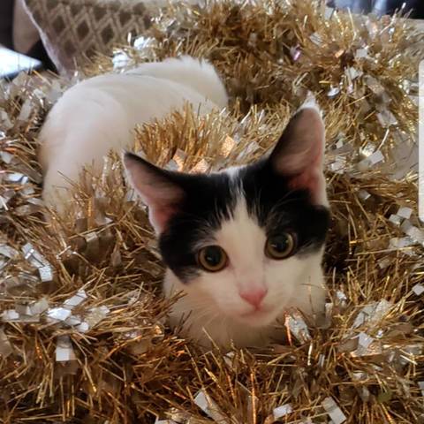Mousie