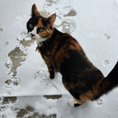 Marbles