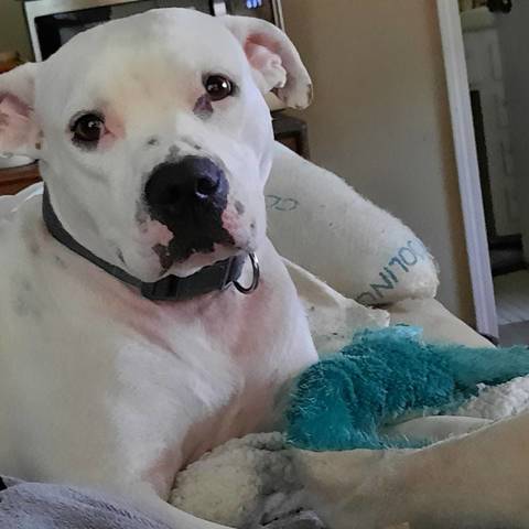 Bella Boo