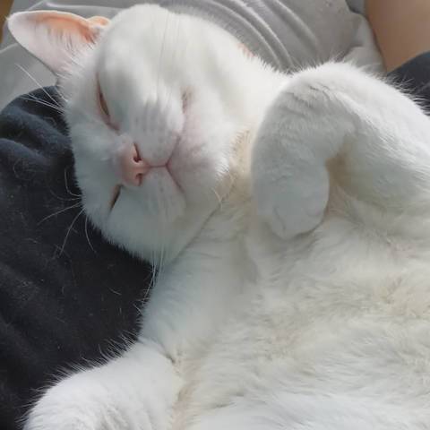 Snowball Chili