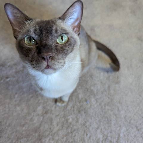 Peddi