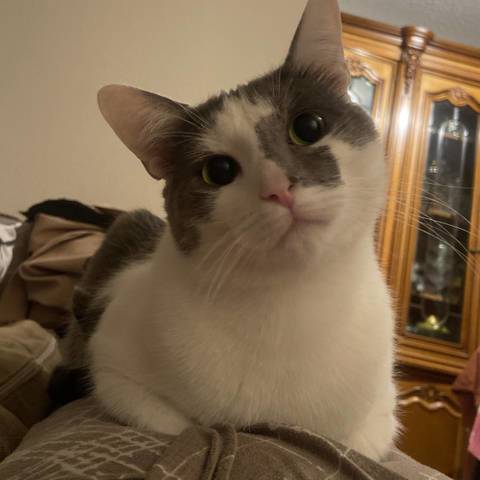 Simba