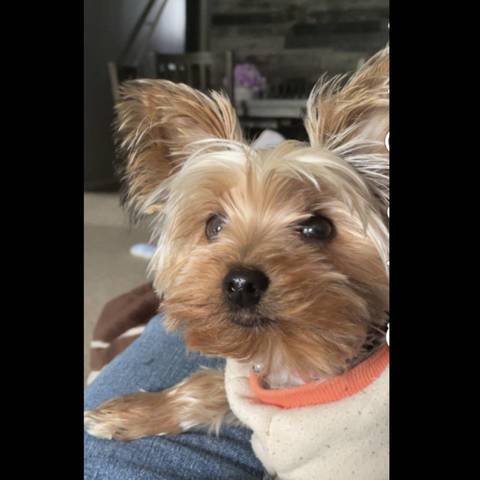 TEDDI