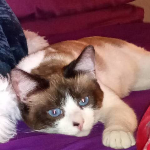 Bella -aka- "Baby-Girl"