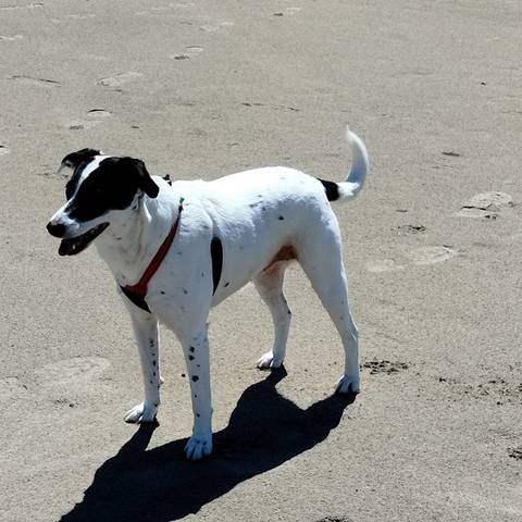Bailey