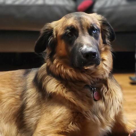 Bella