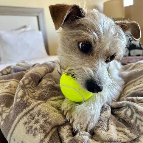 Kona