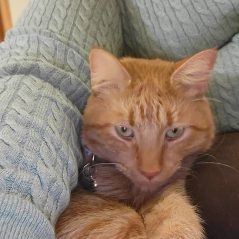 Mr Tibbs