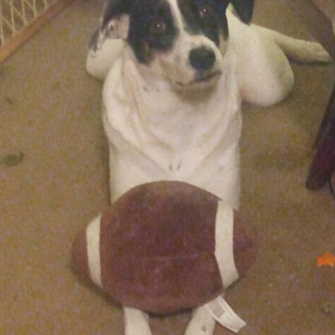 Bailey