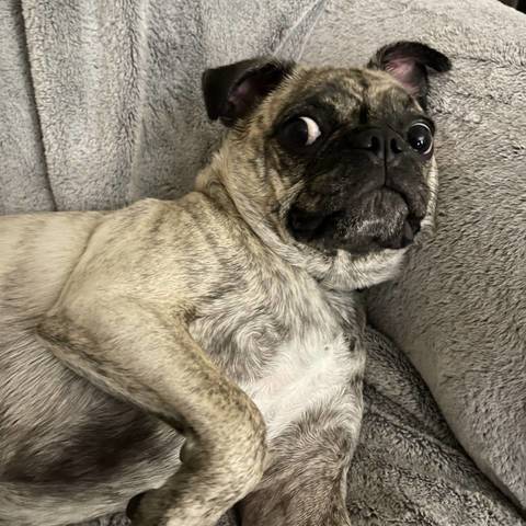 Lola