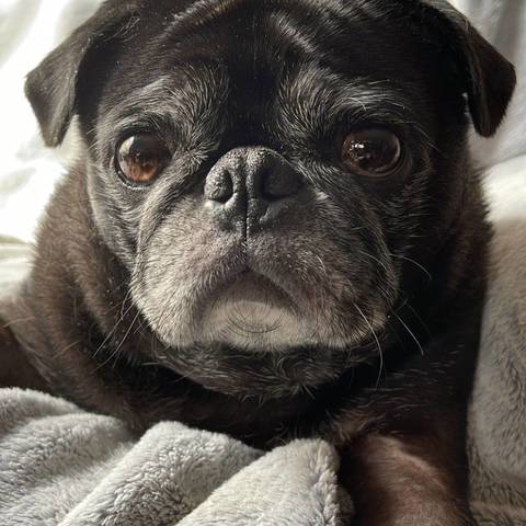 Louie