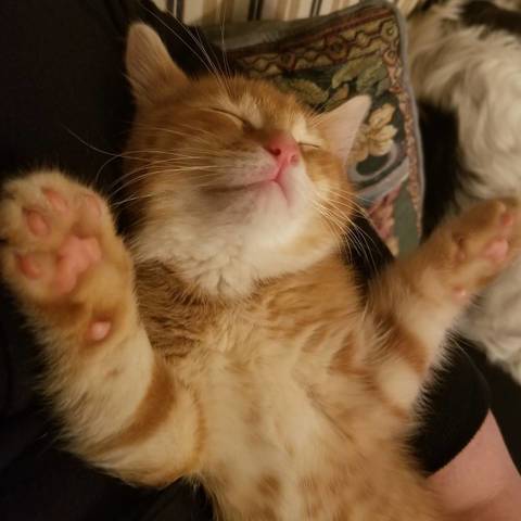 Tigger
