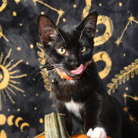 Salem