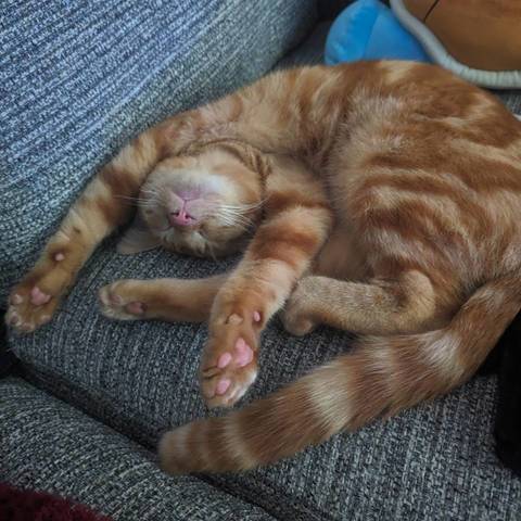 Tobi