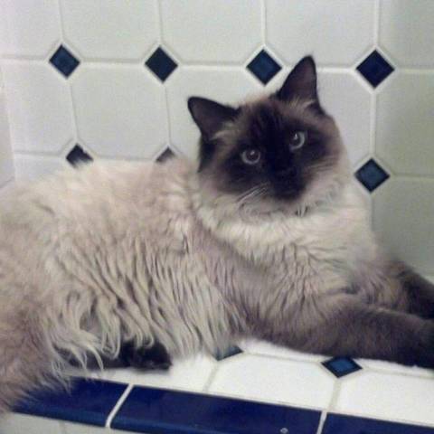 Priscilla