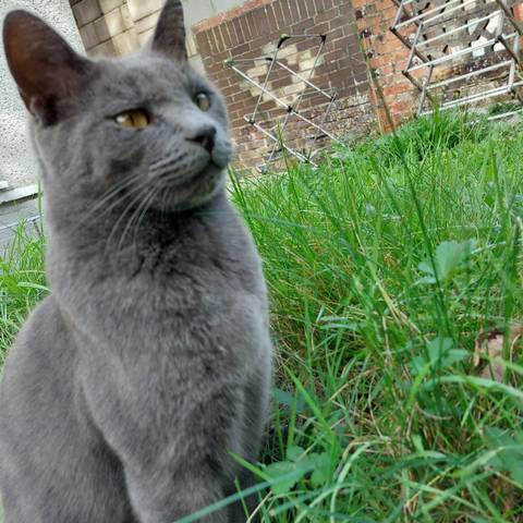 Loki