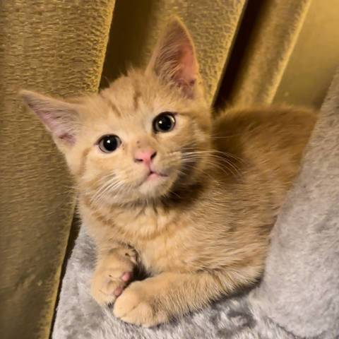 Archie