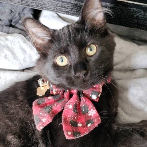 Whiskey