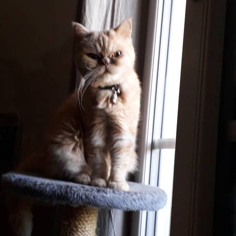 Jade