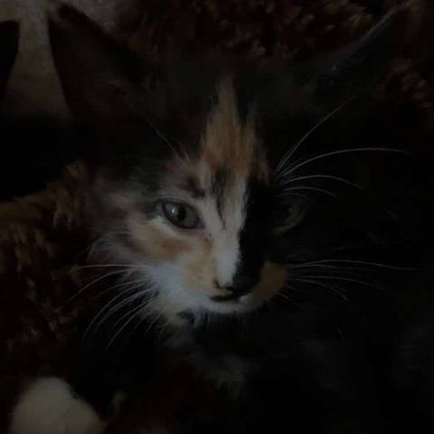 Kallie