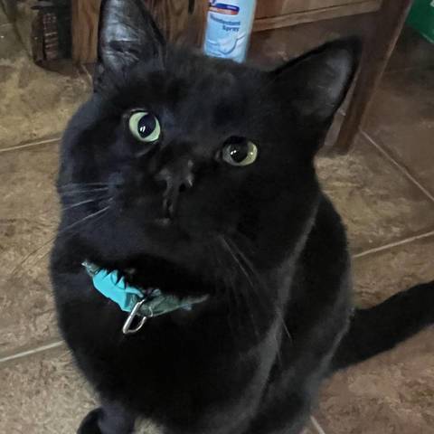 Jasper