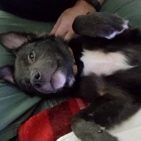 Harley