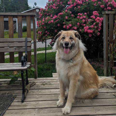 Mabel Rae