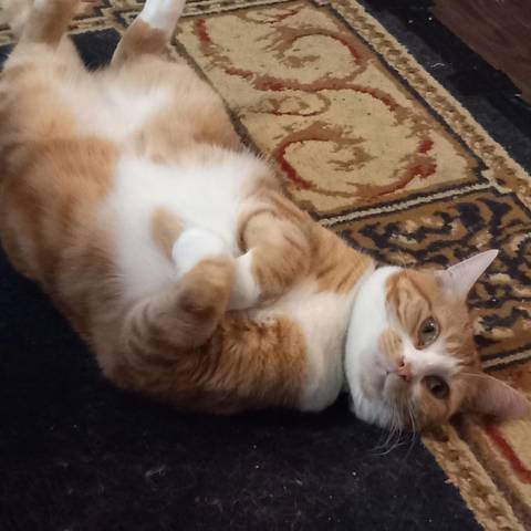 Cinnamon