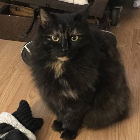 Yoko
