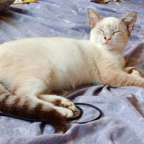 Shiro
