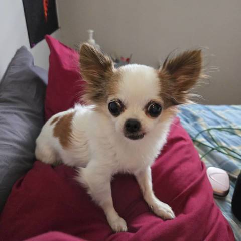 Bandit