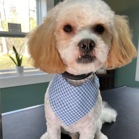 Gus